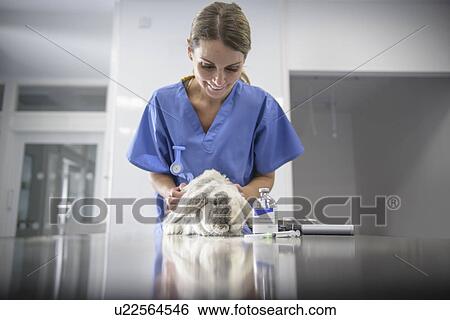 Veterinarian examining rabbit in office View Large Photo Image Stock Photograph - Veterinarian examining rabbit in office. Fotosearch