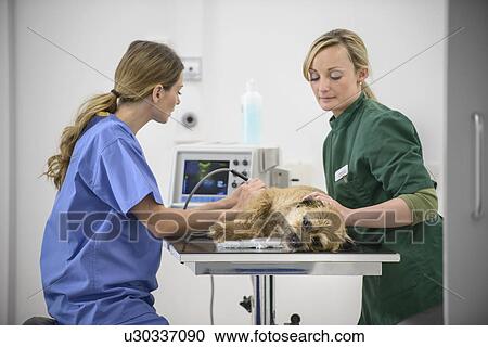 Stock Image - Veterinarian getting sonograms of dog. Fotosearch