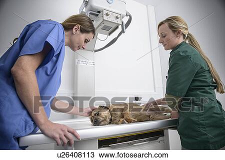 Veterinarian getting x-rays of dog View Large Photo Image Stock Image - Veterinarian getting x-rays of dog. Fotosearch