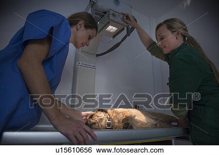 Veterinarian getting x-rays of dog View Large Photo Image Stock Photograph - Veterinarian getting x-rays of dog. Fotosearch