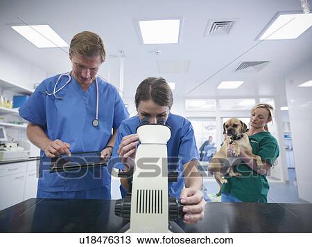 Stock Image - Veterinarian using microscope in office. Fotosearch