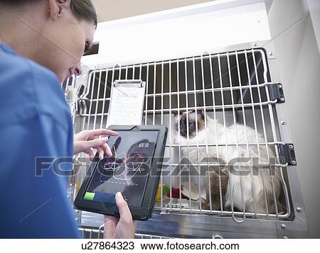 Veterinarian using tablet computer View Large Photo Image Stock Image - Veterinarian using tablet computer. Fotosearch