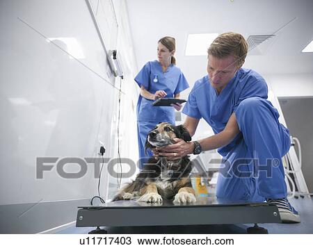 Stock Image - Veterinarians examining dog in office. Fotosearch