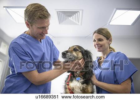 Stock Image - Veterinarians examining dog in office. Fotosearch