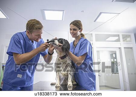 Veterinarians examining dog in office View Large Photo Image Stock Image - Veterinarians examining dog in office. Fotosearch