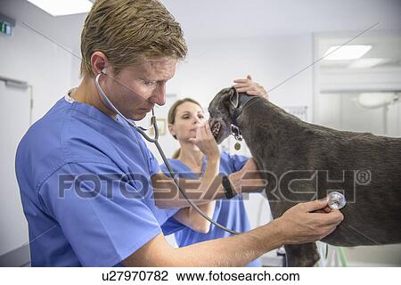 Stock Image - Veterinarians examining dog in office. Fotosearch