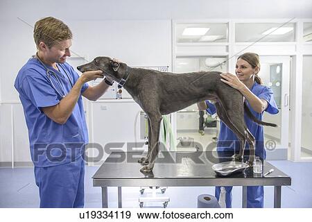 Veterinarians examining dog in office View Large Photo Image Stock Photo - Veterinarians examining dog in office. Fotosearch