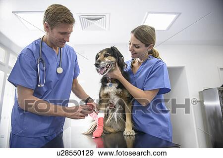 Stock Photo - Veterinarians examining dog in office. Fotosearch