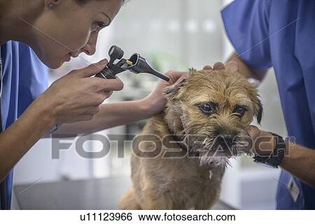 Stock Photograph - Veterinarians examining dog in office. Fotosearch