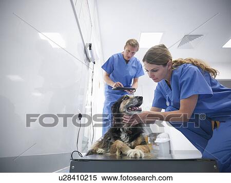 Veterinarians examining dog in office View Large Photo Image Stock Photography - Veterinarians examining dog in office. Fotosearch
