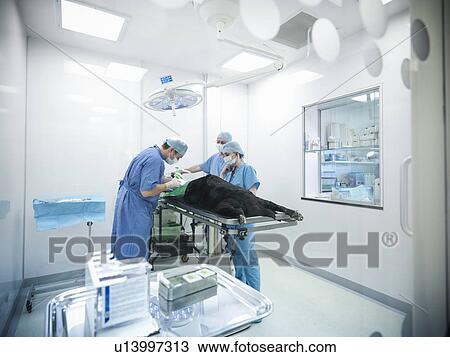 Veterinarians operating on dog View Large Photo Image Stock Image - Veterinarians operating on dog. Fotosearch