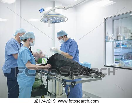 Stock Photo - Veterinarians operating on dog. Fotosearch
