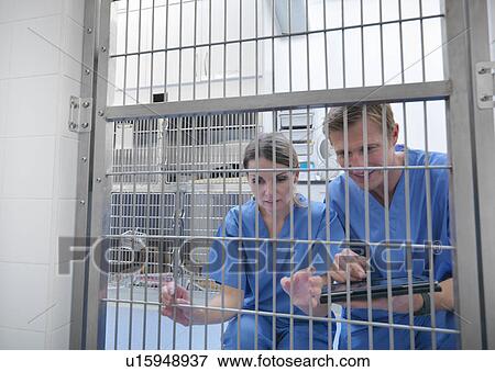 Veterinarians peering through cage door View Large Photo Image Stock Photo - Veterinarians peering through cage door. Fotosearch