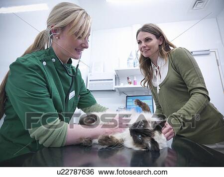 Veterinary nurse examining cat View Large Photo Image Stock Photograph - Veterinary nurse examining cat. Fotosearch
