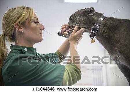 Stock Photograph - Veterinary nurse examining dog. Fotosearch