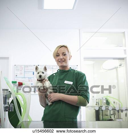 Stock Image - Veterinary nurse holding dog in office. Fotosearch