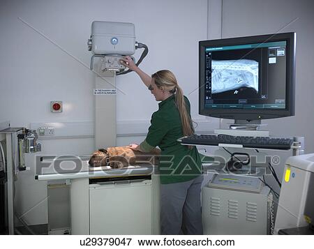 Stock Photo - Veterinary nurse taking x-ray of dog. Fotosearch