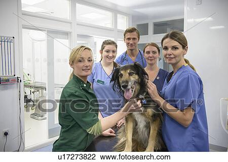 Stock Image - Veterinary team with dog in office. Fotosearch