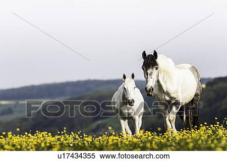 White horses walking in field of flowers View Large Photo Image Stock Photography - White horses walking in field of flowers. Fotosearch