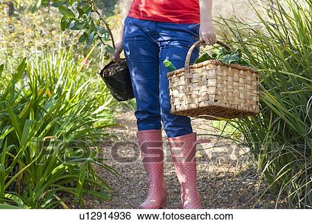 Stock Photograph - Woman carrying vegetables and plant. Fotosearch