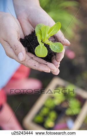 Woman holding sprout in dirt View Large Photo Image Picture - Woman holding sprout in dirt. Fotosearch