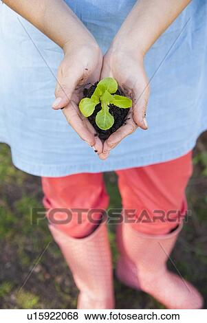 Stock Photo - Woman holding sprout in dirt. Fotosearch