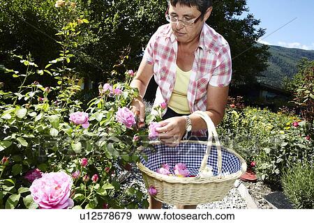 Stock Photo - Woman picking flowers in garden. Fotosearch
