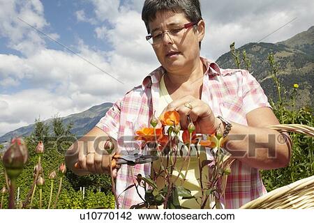 Woman trimming flowers in garden View Large Photo Image Stock Image - Woman trimming flowers in garden. Fotosearch