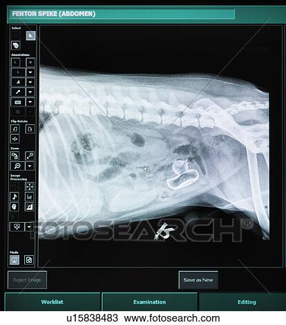 Stock Image - X-ray of dog with swallowed plastic duck. Fotosearch
