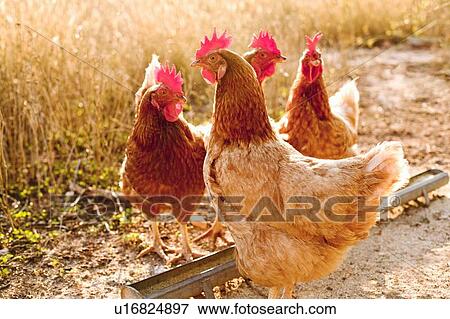 Chickens in dirt yard View Large Photo Image Stock Photo - Chickens in dirt yard. Fotosearch