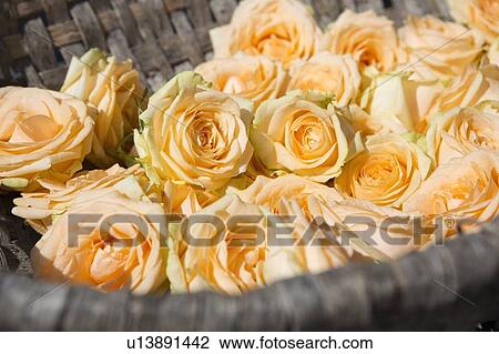 Stock Image - Close up of basket of roses. Fotosearch