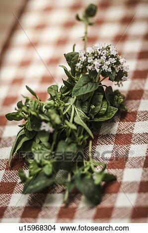 Picture - Close up of bunch of herbs. Fotosearch