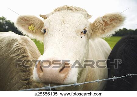 Close up of cows face View Large Photo Image Stock Photography - Close up of cows face. Fotosearch