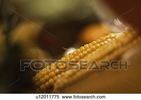 Close up of ears of corn View Large Photo Image Stock Photography - Close up of ears of corn. Fotosearch