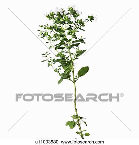 Close up of flower stalk View Large Photo Image Stock Image - Close up of flower stalk. Fotosearch