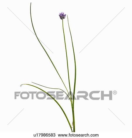 Close up of flower stalk View Large Photo Image Stock Image - Close up of flower stalk. Fotosearch