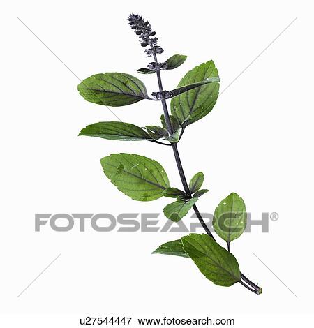 Stock Photo - Close up of flower stalk. Fotosearch