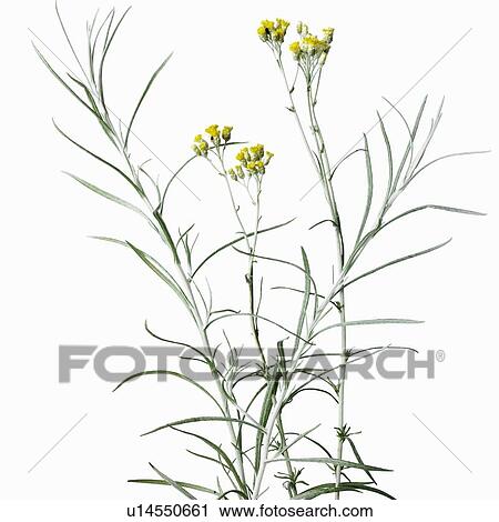Close up of flower stalks View Large Photo Image Stock Image - Close up of flower stalks. Fotosearch