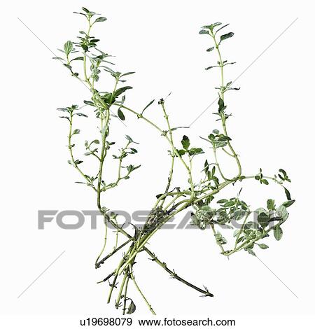 Close up of flower stalks View Large Photo Image Stock Photo - Close up of flower stalks. Fotosearch