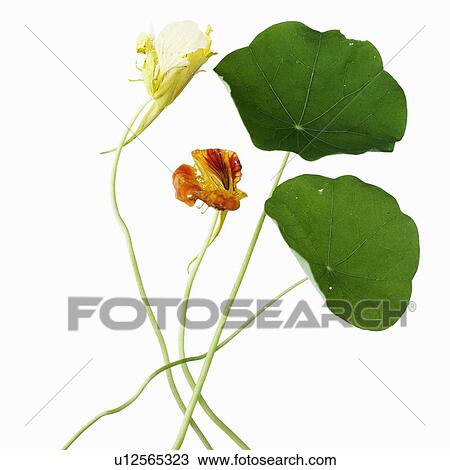 Close up of flowers and leaves View Large Photo Image Stock Image - Close up of flowers and leaves. Fotosearch