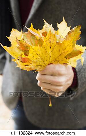 Close up of man holding autumn leaves View Large Photo Image Picture - Close up of man holding autumn leaves. Fotosearch