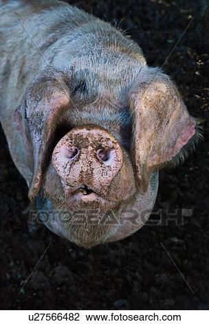 Stock Image - Close up of pigs muddy snout. Fotosearch