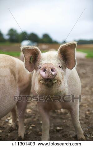Close up of pigs snout View Large Photo Image Stock Photo - Close up of pigs snout. Fotosearch