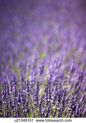 Close up of purple flowers in field View Large Photo Image Stock Image - Close up of purple flowers in field. Fotosearch