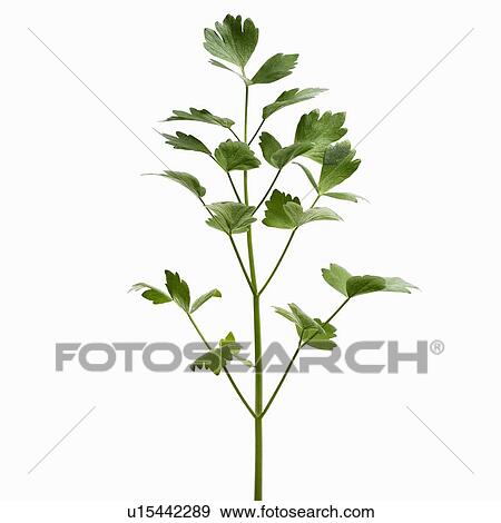 Close up of sprig of herbs View Large Photo Image Stock Photo - Close up of sprig of herbs. Fotosearch