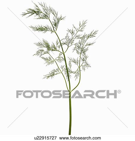 Close up of sprig of herbs View Large Photo Image Stock Photo - Close up of sprig of herbs. Fotosearch