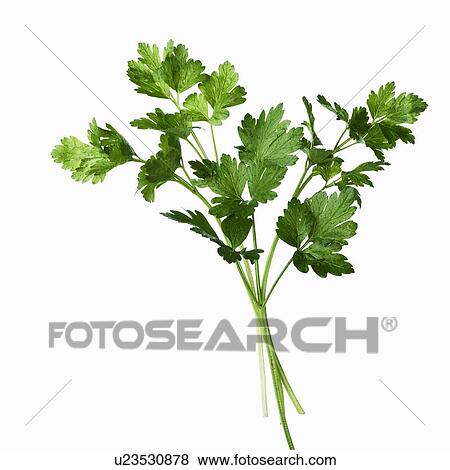 Stock Photo - Close up of sprig of herbs. Fotosearch
