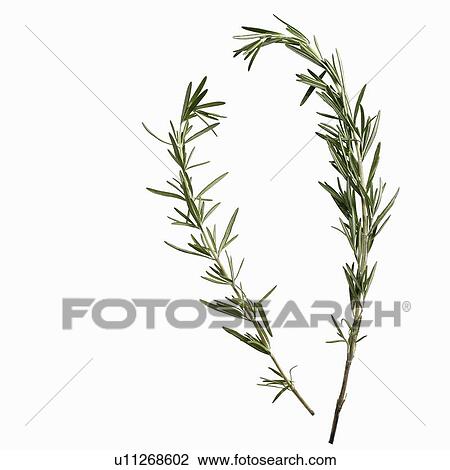 Stock Image - Close up of sprigs of herbs. Fotosearch