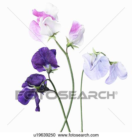 Close up of various purple flowers View Large Photo Image Stock Image - Close up of various purple flowers. Fotosearch