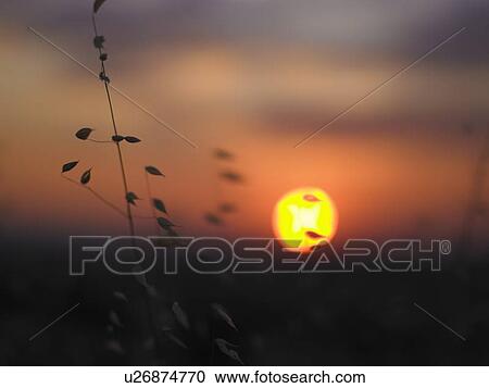 Close up of wheat stalks at sunset View Large Photo Image Stock Image - Close up of wheat stalks at sunset. Fotosearch
